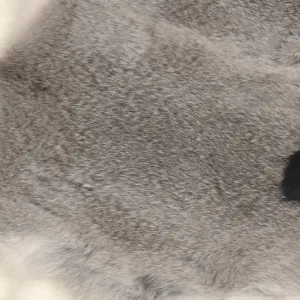 Chinchilla Rabbit Plates